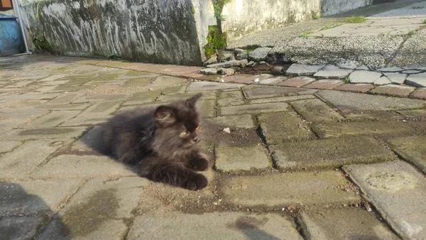 Cute Black Kitten Relaxing Street — Stock Photo, Image
