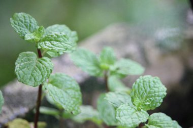 Kısmen bulanık fotoğraf Mentha suaveolens, elma nanesi, ananas nanesi, yünlü nane veya yuvarlak yapraklı nane