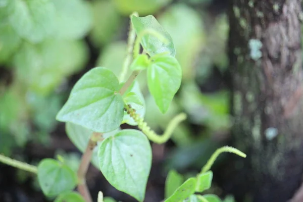 中国甜菜或也被称为Ketumpang Leaves Peperomia Pellucida — 图库照片