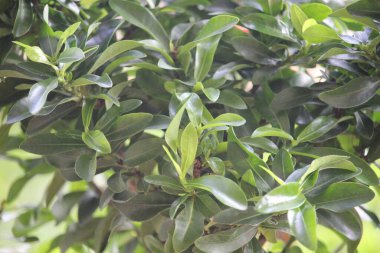 nice asoka flower leaves for background