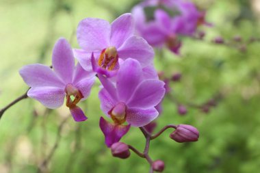 purple doritis orchid flower (Phalaenopsis pulcherrima) blooming with blurry background