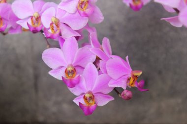 Mor doritis orkide çiçeği (Phalaenopsis pulcherrima) bulanık arka planla çiçek açar