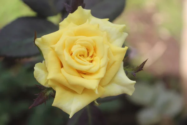 Uma Rosa Amarela Rosa Florescendo Com Fundo Borrado — Fotografia de Stock