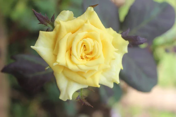 一朵黄色的玫瑰 背景模糊 — 图库照片