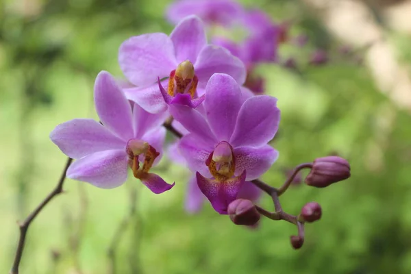 Purpurfarbene Doritis Orchideenblume Phalaenopsis Pulcherrima Blüht Mit Verschwommenem Hintergrund — Stockfoto