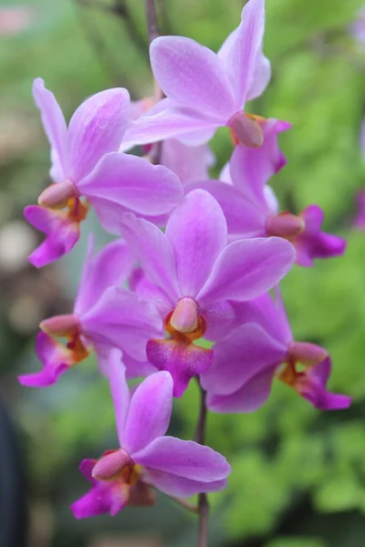 Purpurfarbene Doritis Orchideenblume Phalaenopsis Pulcherrima Blüht Mit Verschwommenem Hintergrund — Stockfoto