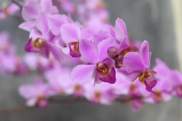 Fiore Viola Del Orchid Doritis Phalaenopsis Pulcherrima Che Fiorisce Con — Foto Stock