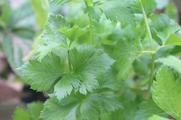 stock image Close-up of celery leaves plant with blurred background