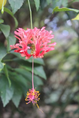 Asılı Worawari (Hibiscus şizofetalus) bulanık bir arkaplan ile çiçek açar