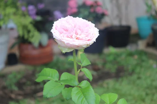 Roze Provence Roos Kool Roos Rose Mai Bloeien Met Wazige — Stockfoto