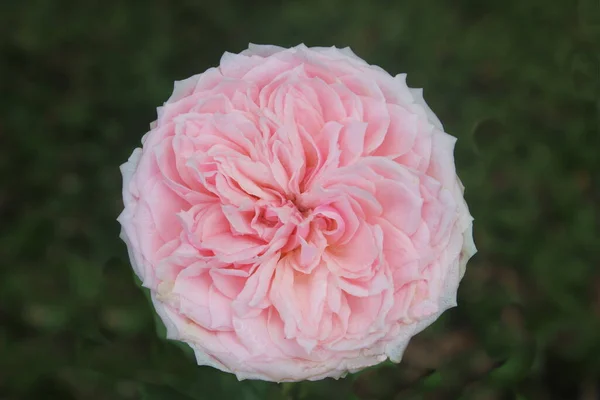 Pink Provence rose or cabbage rose or Rose de Mai blooming with blurred background