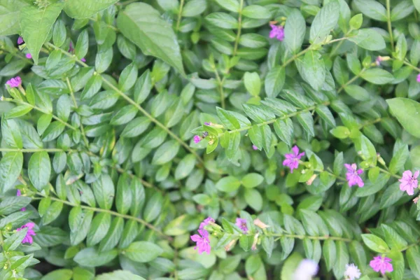 Gyönyörű Tajvani Szépség Virág Cuphea Hyssopifolia Zöld Levelek — Stock Fotó