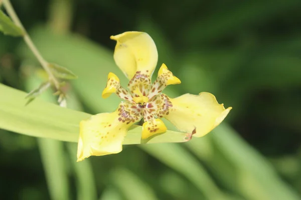Trimezia Martinicensis Kwiat Kwitnący Zamazanym Tle — Zdjęcie stockowe