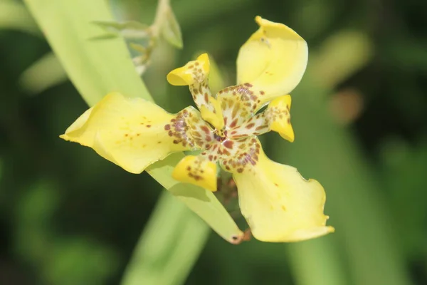 Trimezia Martinicensis Bunga Yang Mekar Dengan Latar Belakang Kabur — Stok Foto