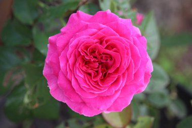 Bulanık arkaplanı olan pembe bir gülü kapat