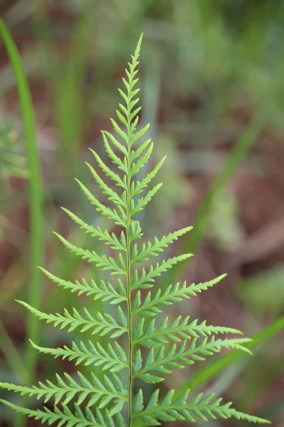 stock image Close up of fern leaves with blurred background