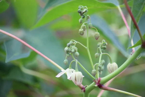 Zbliżenie Kwiatów Cassava Rozmytym Tle — Zdjęcie stockowe
