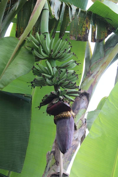 Close Van Nog Groene Bananen Met Een Wazige Achtergrond — Stockfoto