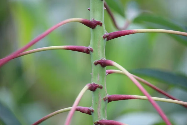 Cassava Saplarını Yapraklarını Kapatın — Stok fotoğraf