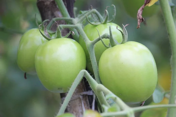 Buah Tomat Hijau Yang Dapat Dipanen Untuk Sayuran Segar — Stok Foto
