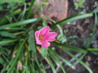 Kübalı zephyrlily ya da Zephyranthes pembe çiçek açmış