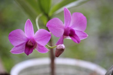 Latince adı Dendrobium bigibbum var olan mor Larat orkidesinin yakın plan çekimi. Geçmişi bulanık, çiçek açmış okul yönetimi.