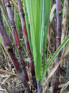 Latince adı Saccharum officinarum Linn olan mor şeker kamışı bitkisinin kapağını kapatın.