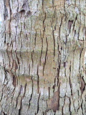 Cocos nucifera lakaplı hindistan cevizi sandığının dokusu eski ve kuru görünüyor.