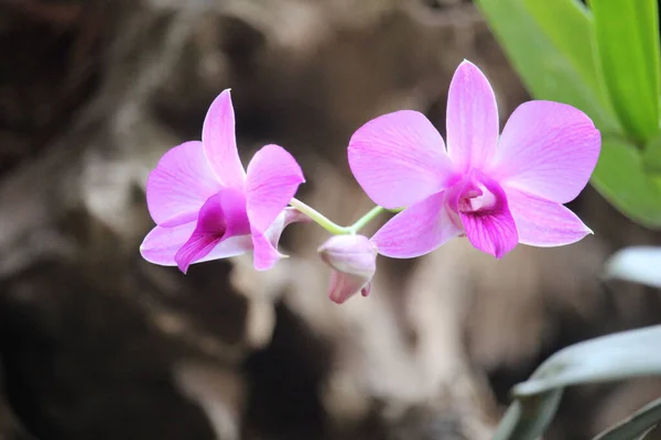 Згорніть Фіолетову Орхідею Larat Чия Латинська Назва Dendrobium Bigibbum Var — стокове фото