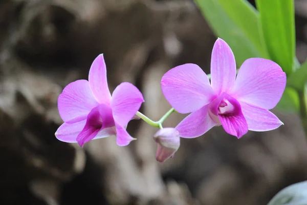 Detailní Záběr Fialové Orchideje Larat Jejíž Latinské Jméno Dendrobium Bigibbum — Stock fotografie