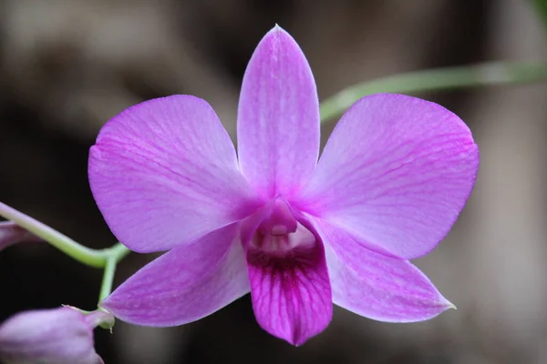Nahaufnahme Einer Lila Larat Orchidee Deren Lateinischer Name Dendrobium Bigibbum — Stockfoto