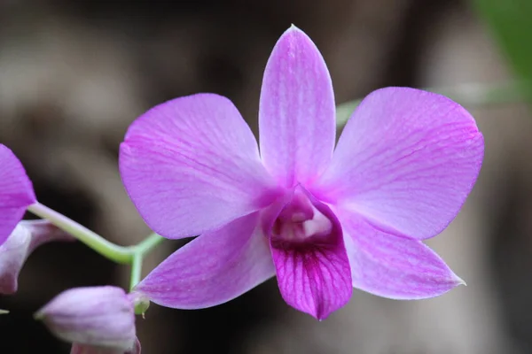 Nahaufnahme Einer Lila Larat Orchidee Deren Lateinischer Name Dendrobium Bigibbum — Stockfoto