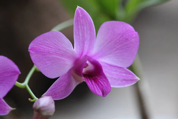 Close Uma Orquídea Larat Roxa Cujo Nome Latino Dendrobium Bigibbum — Fotografia de Stock