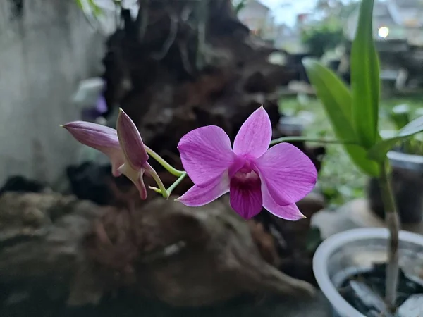 Close Uma Orquídea Larat Roxa Cujo Nome Latino Dendrobium Bigibbum — Fotografia de Stock