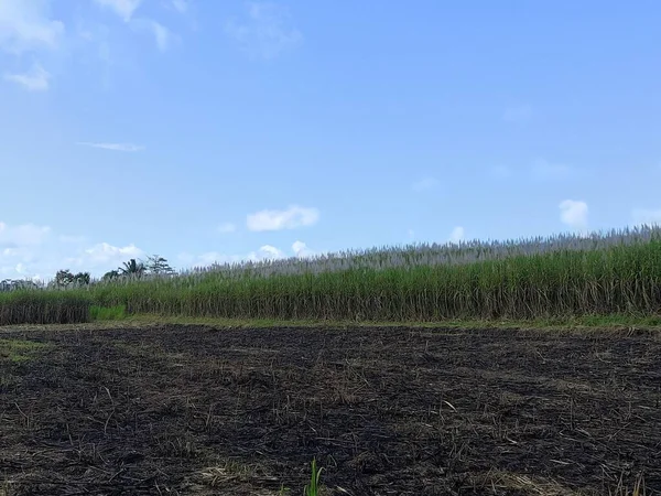 Sugarcane plantations that have been harvested are only the remains of plants that have been burned for regrowth