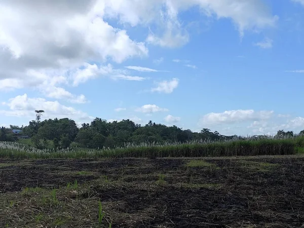 Plantações Cana Açúcar Que Foram Colhidas São Apenas Restos Plantas — Fotografia de Stock