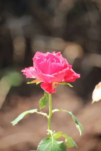 Une Rose Rouge Qui Fleurit Avec Fond Flou — Photo