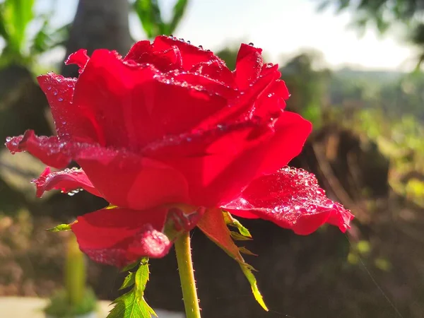 Červená Růže Která Kvete Rozmazaným Pozadím — Stock fotografie