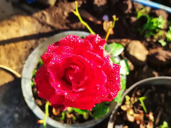 Une Rose Rouge Qui Fleurit Avec Fond Flou — Photo