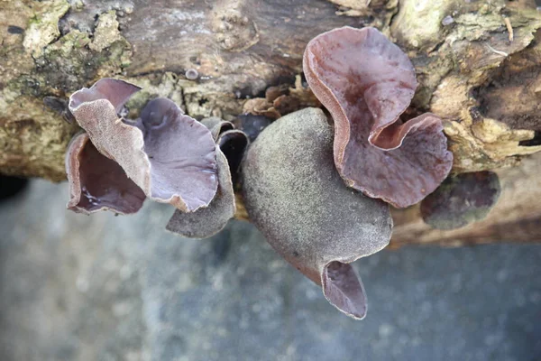 Kulak mantarı ya da ölü ağaçta yetişen Auricularia auricula.