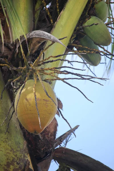 Gele Kokosnoten Die Nog Boom Zitten — Stockfoto