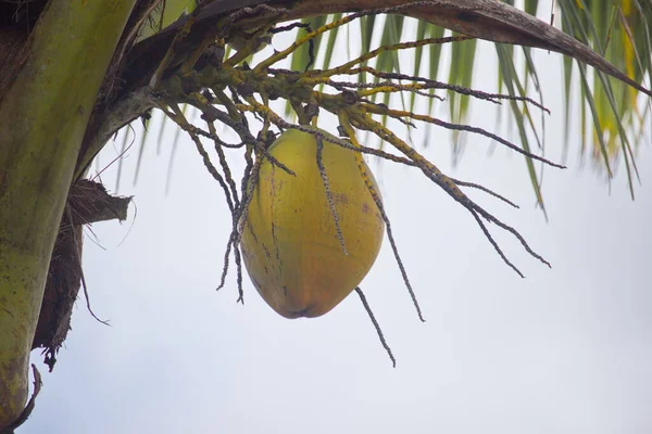 Gele Kokosnoten Die Nog Boom Zitten — Stockfoto
