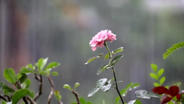 粉红玫瑰花 有淡淡的雨底色 — 图库视频影像