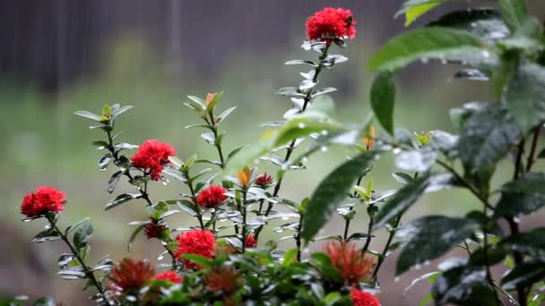 Red Asoka Flower Saraca Asoca Which Blooming Light Rain Background — Stock Video