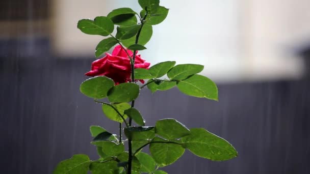 Червона Троянда Квітка Яка Квітуча Легким Фоном Дощу — стокове відео