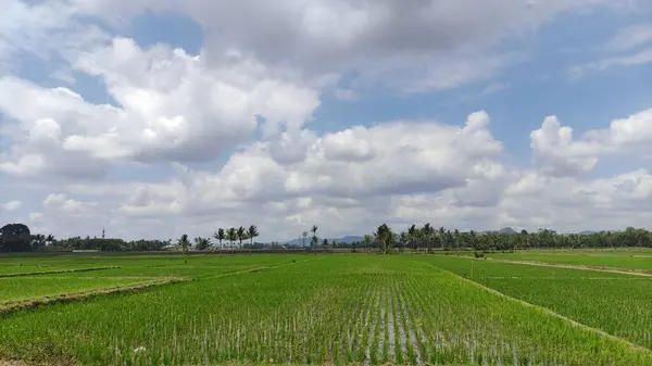 Pirinç Tarlalarının Atmosferi Kırsala Pirinç Ektikten Sonra — Stok fotoğraf