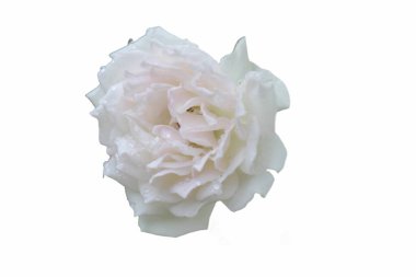 Beyaz bir arka planda, çiçek açmış beyaz bir gülü yakın plan