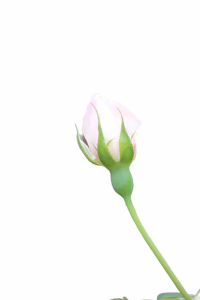 Κοντά Ένα Ροζ Τριαντάφυλλο Άνθιση Λευκό Φόντο — Φωτογραφία Αρχείου