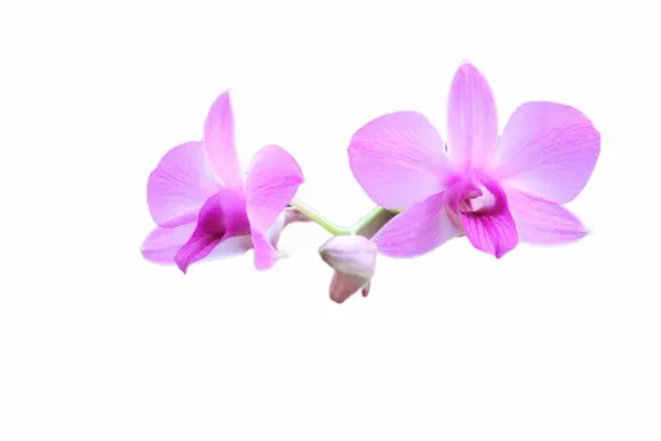 Primer Plano Una Orquídea Larat Púrpura Cuyo Nombre Latín Dendrobium — Foto de Stock