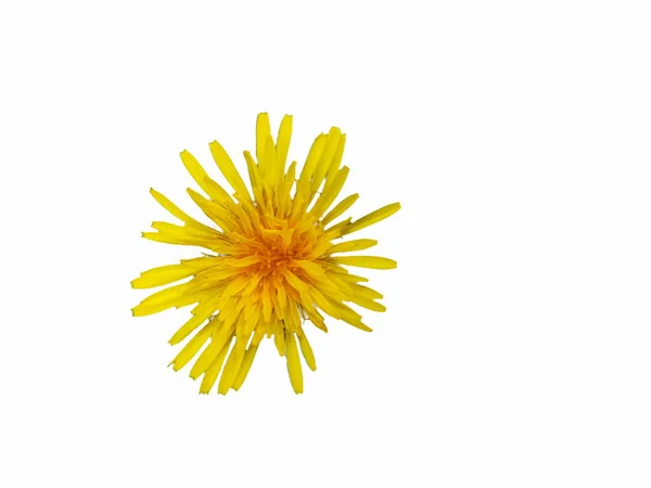Close Ενός Κίτρινου Λουλουδιού Πικραλίδας Ταραξακού Πλατύκαρπου Ανθισμένο Λευκό Φόντο — Φωτογραφία Αρχείου